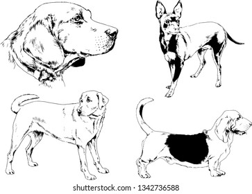 vector drawings sketches pedigree dogs in the racks drawn in ink by hand , objects with no background