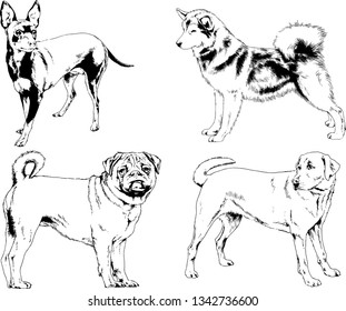 vector drawings sketches pedigree dogs in the racks drawn in ink by hand , objects with no background