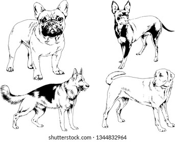 vector drawings sketches pedigree dogs in the racks drawn in ink by hand , objects with no background