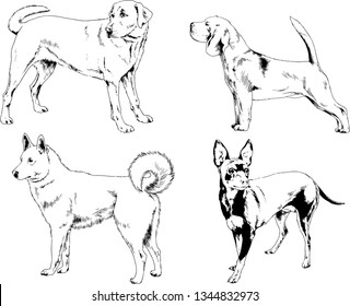 vector drawings sketches pedigree dogs in the racks drawn in ink by hand , objects with no background