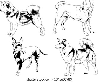 vector drawings sketches pedigree dogs in the racks drawn in ink by hand , objects with no background