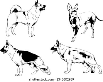 vector drawings sketches pedigree dogs in the racks drawn in ink by hand , objects with no background