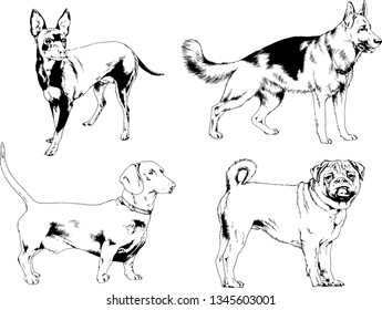 vector drawings sketches pedigree dogs in the racks drawn in ink by hand , objects with no background
