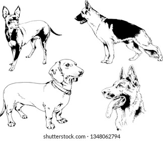 vector drawings sketches pedigree dogs in the racks drawn in ink by hand , objects with no background