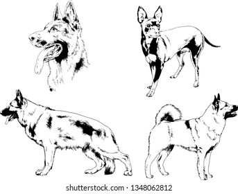 vector drawings sketches pedigree dogs in the racks drawn in ink by hand , objects with no background