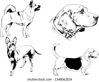 vector drawings sketches pedigree dogs in the racks drawn in ink by hand , objects with no background