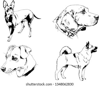 vector drawings sketches pedigree dogs in the racks drawn in ink by hand , objects with no background