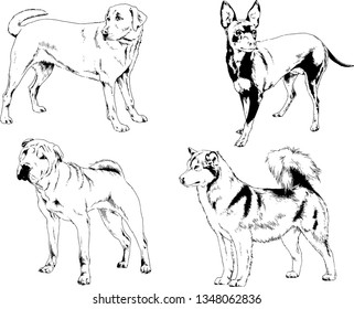vector drawings sketches pedigree dogs in the racks drawn in ink by hand , objects with no background