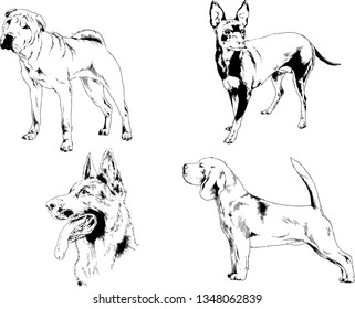vector drawings sketches pedigree dogs in the racks drawn in ink by hand , objects with no background