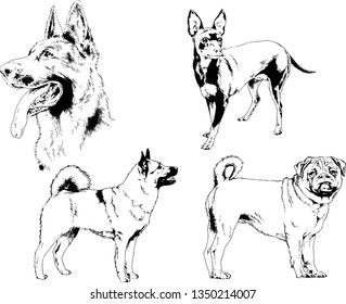 vector drawings sketches pedigree dogs in the racks drawn in ink by hand , objects with no background