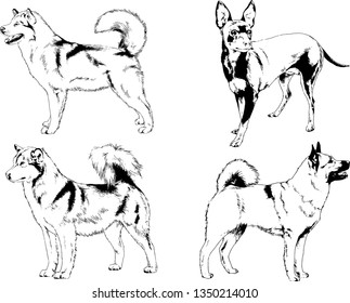 vector drawings sketches pedigree dogs in the racks drawn in ink by hand , objects with no background