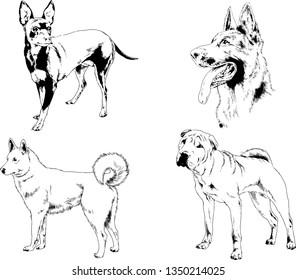 vector drawings sketches pedigree dogs in the racks drawn in ink by hand , objects with no background