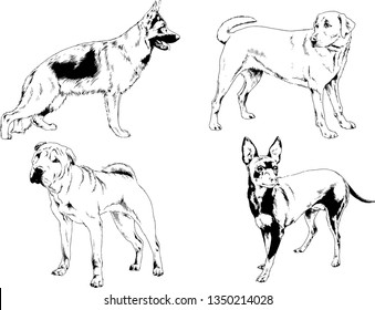 vector drawings sketches pedigree dogs in the racks drawn in ink by hand , objects with no background