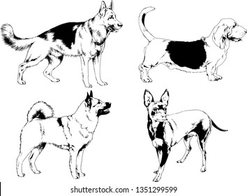 vector drawings sketches pedigree dogs in the racks drawn in ink by hand , objects with no background