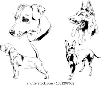 vector drawings sketches pedigree dogs in the racks drawn in ink by hand , objects with no background