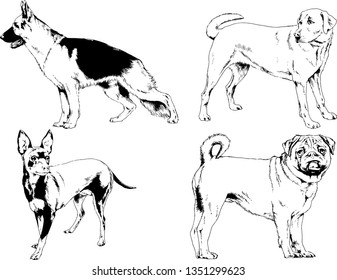 vector drawings sketches pedigree dogs in the racks drawn in ink by hand , objects with no background