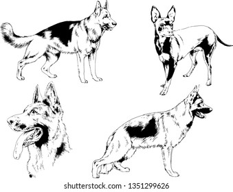 vector drawings sketches pedigree dogs in the racks drawn in ink by hand , objects with no background