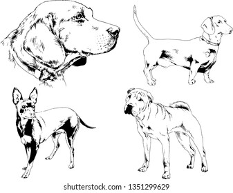 vector drawings sketches pedigree dogs in the racks drawn in ink by hand , objects with no background
