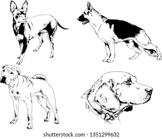 vector drawings sketches pedigree dogs in the racks drawn in ink by hand , objects with no background