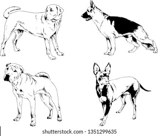 vector drawings sketches pedigree dogs in the racks drawn in ink by hand , objects with no background