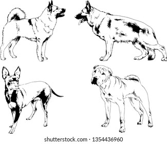 vector drawings sketches pedigree dogs in the racks drawn in ink by hand , objects with no background