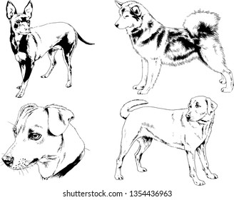 vector drawings sketches pedigree dogs in the racks drawn in ink by hand , objects with no background