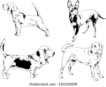 vector drawings sketches pedigree dogs in the racks drawn in ink by hand , objects with no background