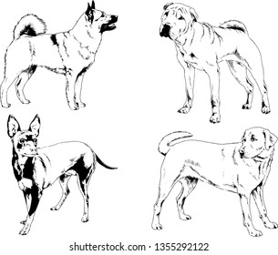 vector drawings sketches pedigree dogs in the racks drawn in ink by hand , objects with no background