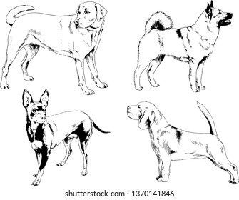 vector drawings sketches pedigree dogs in the racks drawn in ink by hand , objects with no background