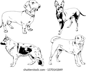 vector drawings sketches pedigree dogs in the racks drawn in ink by hand , objects with no background