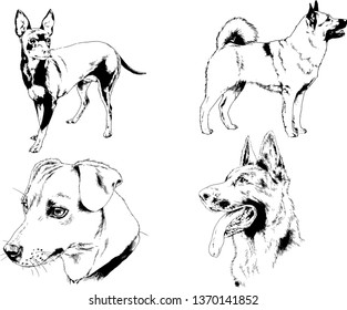 vector drawings sketches pedigree dogs in the racks drawn in ink by hand , objects with no background