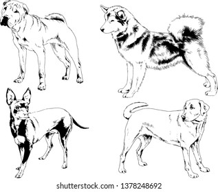 vector drawings sketches pedigree dogs in the racks drawn in ink by hand , objects with no background