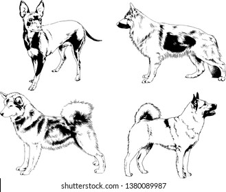 vector drawings sketches pedigree dogs in the racks drawn in ink by hand , objects with no background