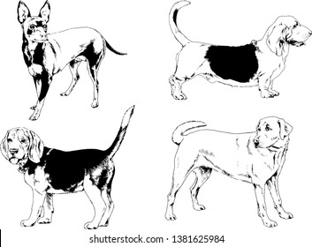 vector drawings sketches pedigree dogs in the racks drawn in ink by hand , objects with no background