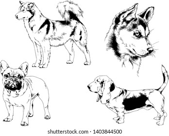 vector drawings sketches pedigree dogs in the racks drawn in ink by hand , objects with no background