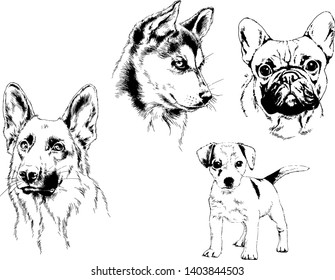 vector drawings sketches pedigree dogs in the racks drawn in ink by hand , objects with no background