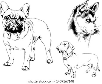 vector drawings sketches pedigree dogs in the racks drawn in ink by hand , objects with no background