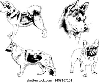 vector drawings sketches pedigree dogs in the racks drawn in ink by hand , objects with no background