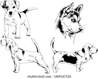 vector drawings sketches pedigree dogs in the racks drawn in ink by hand , objects with no background