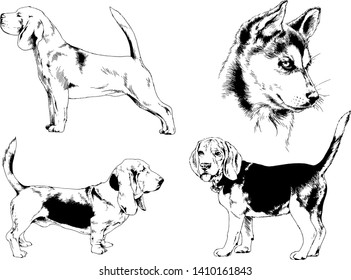 vector drawings sketches pedigree dogs in the racks drawn in ink by hand , objects with no background