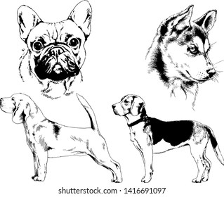vector drawings sketches pedigree dogs in the racks drawn in ink by hand , objects with no background