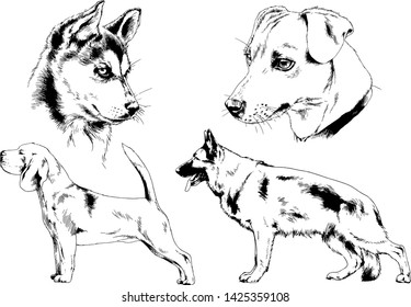 vector drawings sketches pedigree dogs in the racks drawn in ink by hand , objects with no background