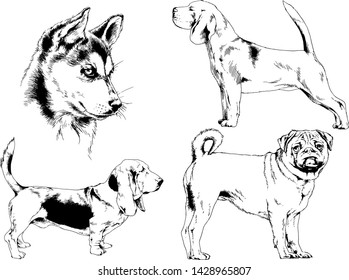 vector drawings sketches pedigree dogs in the racks drawn in ink by hand , objects with no background