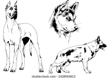 vector drawings sketches pedigree dogs in the racks drawn in ink by hand , objects with no background