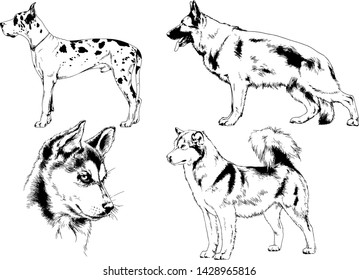 vector drawings sketches pedigree dogs in the racks drawn in ink by hand , objects with no background