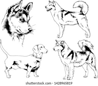 vector drawings sketches pedigree dogs in the racks drawn in ink by hand , objects with no background