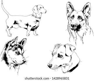 vector drawings sketches pedigree dogs in the racks drawn in ink by hand , objects with no background