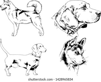 vector drawings sketches pedigree dogs in the racks drawn in ink by hand , objects with no background