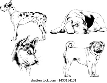 vector drawings sketches pedigree dogs in the racks drawn in ink by hand , objects with no background