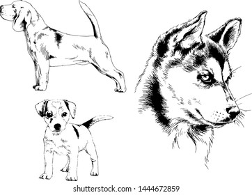 vector drawings sketches pedigree dogs in the racks drawn in ink by hand , objects with no background